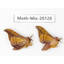Moths sp. China, Tibet, Linzhi, Bomi county. 2Pcs. Moth-Mix-20128.