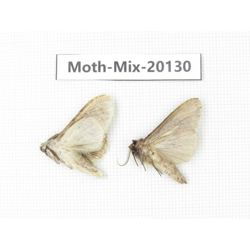 Moths sp. China, Tibet, Linzhi, Bomi county. 2Pcs. Moth-Mix-20130.
