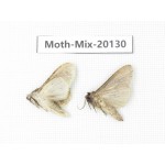 Moths sp. China, Tibet, Linzhi, Bomi county. 2Pcs. Moth-Mix-20130.