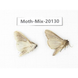 Moths sp. China, Tibet, Linzhi, Bomi county. 2Pcs. Moth-Mix-20130.