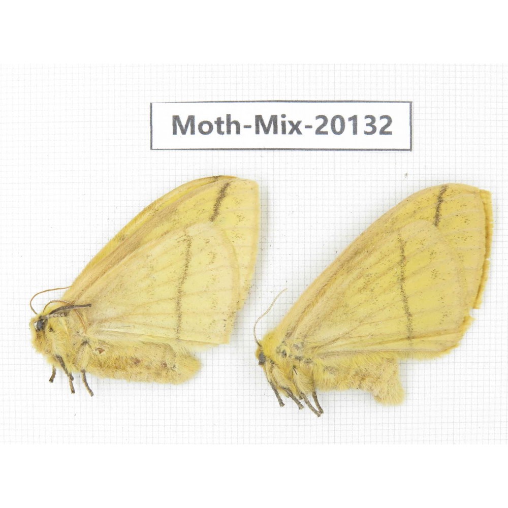 Moths sp. China, Tibet, Linzhi, Bomi county. 2Pcs. Moth-Mix-20132.