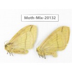 Moths sp. China, Tibet, Linzhi, Bomi county. 2Pcs. Moth-Mix-20132.