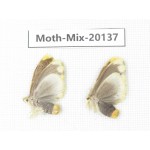 Moths sp. China, Tibet, Linzhi, Bomi county. 2Pcs. Moth-Mix-20137.