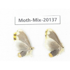 Moths sp. China, Tibet, Linzhi, Bomi county. 2Pcs. Moth-Mix-20137.