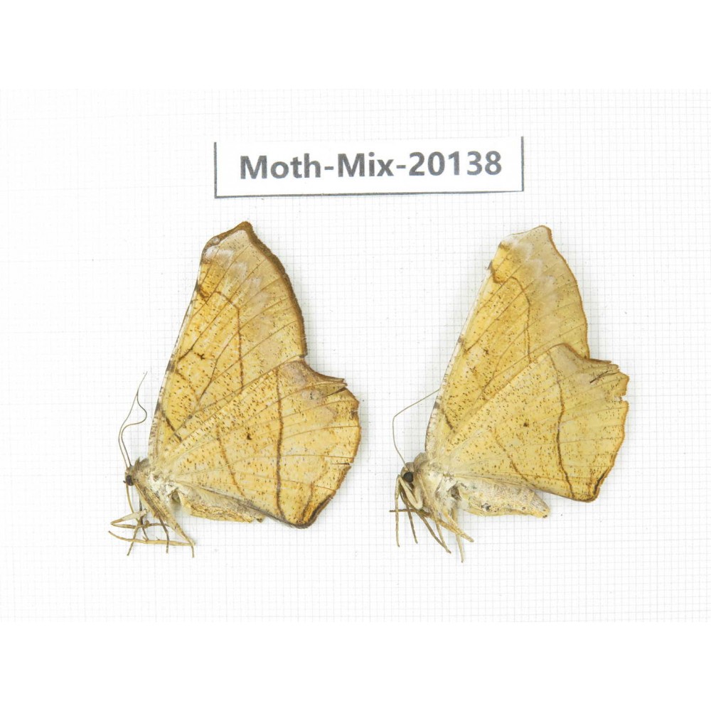 Moths sp. China, Tibet, Linzhi, Bomi county. 2Pcs. Moth-Mix-20138.