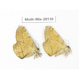 Moths sp. China, Tibet, Linzhi, Bomi county. 2Pcs. Moth-Mix-20138.