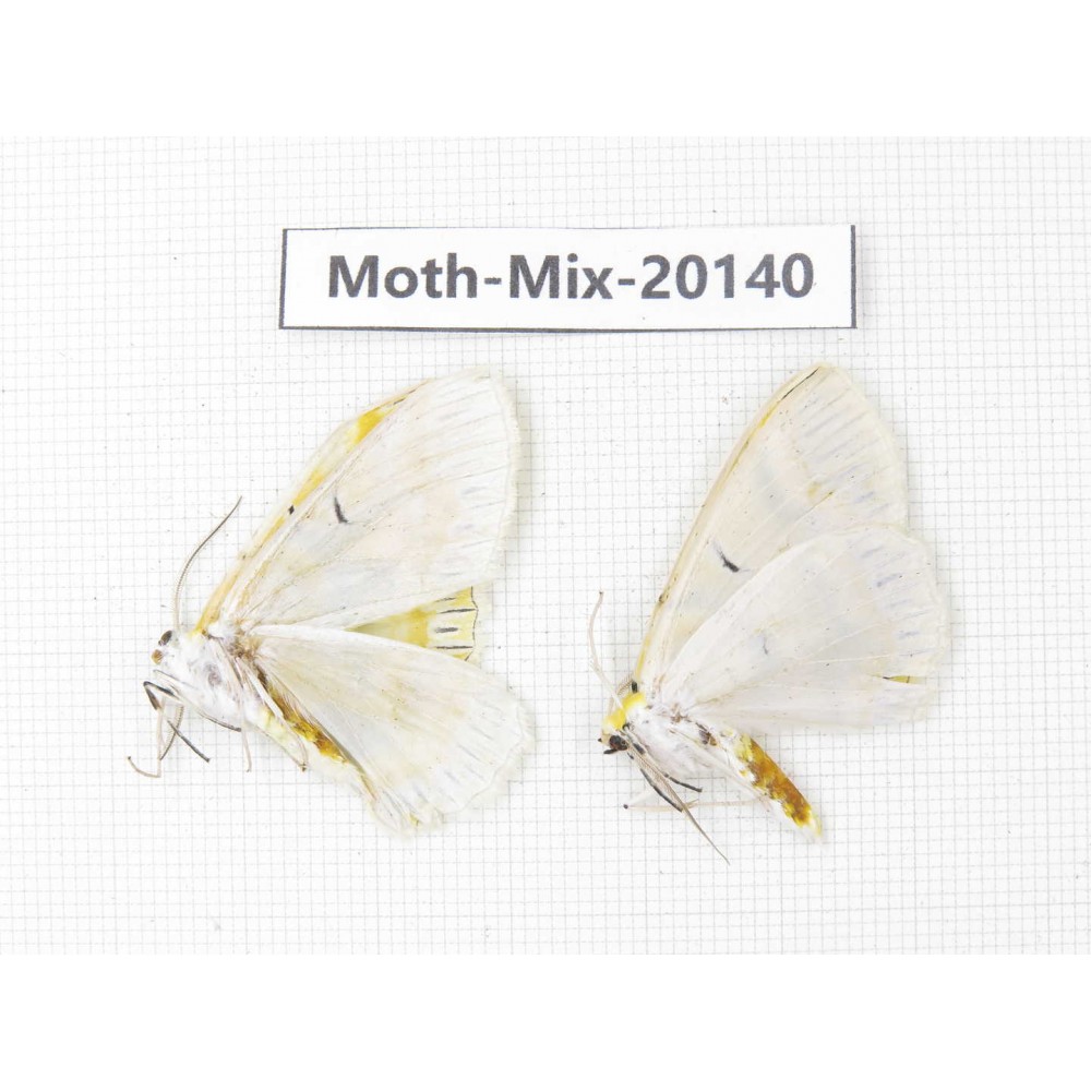 Moths sp. China, Tibet, Linzhi, Bomi county. 2Pcs. Moth-Mix-20140.