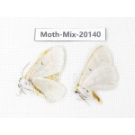 Moths sp. China, Tibet, Linzhi, Bomi county. 2Pcs. Moth-Mix-20140.