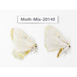 Moths sp. China, Tibet, Linzhi, Bomi county. 2Pcs. Moth-Mix-20140.