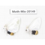Moths sp. China, Tibet, Linzhi, Bomi county. 2Pcs. Moth-Mix-20149.