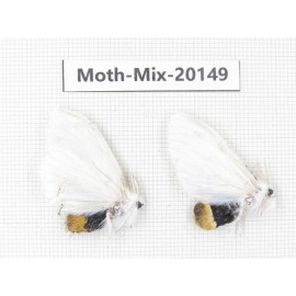 Moths sp. China, Tibet, Linzhi, Bomi county. 2Pcs. Moth-Mix-20149.