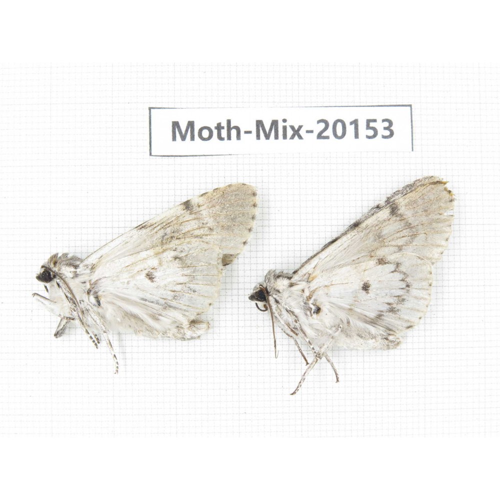 Moths sp. China, Tibet, Linzhi, Bomi county. 2Pcs. Moth-Mix-20153.
