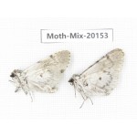Moths sp. China, Tibet, Linzhi, Bomi county. 2Pcs. Moth-Mix-20153.