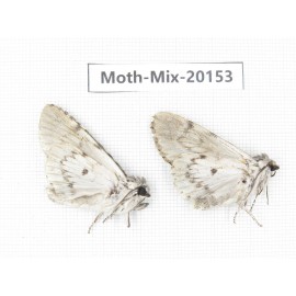 Moths sp. China, Tibet, Linzhi, Bomi county. 2Pcs. Moth-Mix-20153.