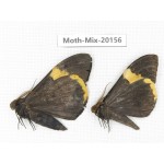 Moths sp. China, Tibet, Linzhi, Bomi county. 2Pcs. Moth-Mix-20156.