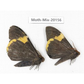 Moths sp. China, Tibet, Linzhi, Bomi county. 2Pcs. Moth-Mix-20156.