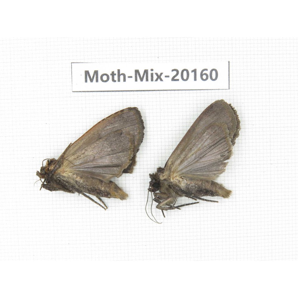 Moths sp. China, Tibet, Linzhi, Bomi county. 2Pcs. Moth-Mix-20160.