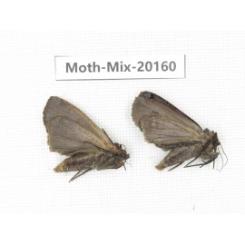 Moths sp. China, Tibet, Linzhi, Bomi county. 2Pcs. Moth-Mix-20160.