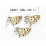 Moths sp. China, Tibet, Linzhi, Bomi county. 3Pcs. Moth-Mix-20163.