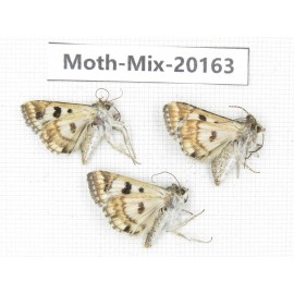 Moths sp. China, Tibet, Linzhi, Bomi county. 3Pcs. Moth-Mix-20163.