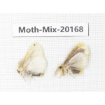 Moths sp. China, Tibet, Linzhi, Bomi county. 2Pcs. Moth-Mix-20168.