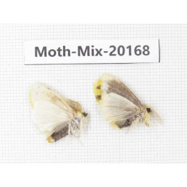 Moths sp. China, Tibet, Linzhi, Bomi county. 2Pcs. Moth-Mix-20168.