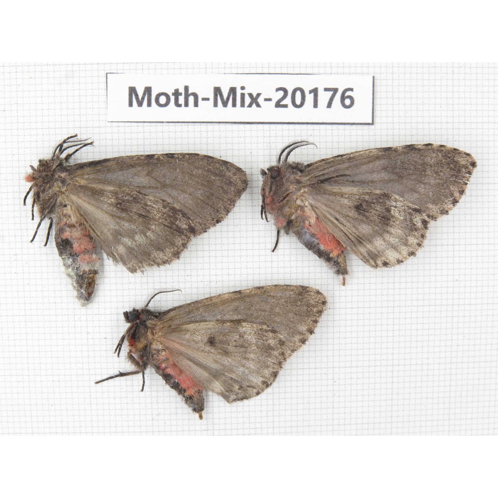Moths sp. China, Tibet, Linzhi, Bomi county. 3Pcs. Moth-Mix-20176.