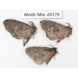 Moths sp. China, Tibet, Linzhi, Bomi county. 3Pcs. Moth-Mix-20176.