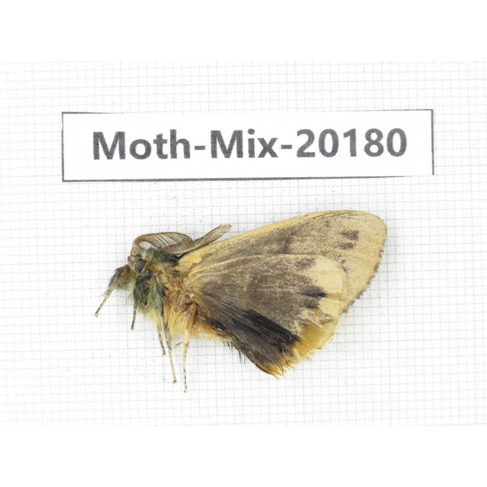 Moths sp. China, Tibet, Linzhi, Bomi county. 1Pcs. Moth-Mix-20180.