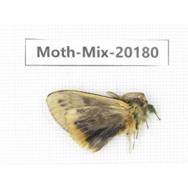 Moths sp. China, Tibet, Linzhi, Bomi county. 1Pcs. Moth-Mix-20180.
