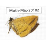 Moths sp. China, Tibet, Linzhi, Bomi county. 1Pcs. Moth-Mix-20182.