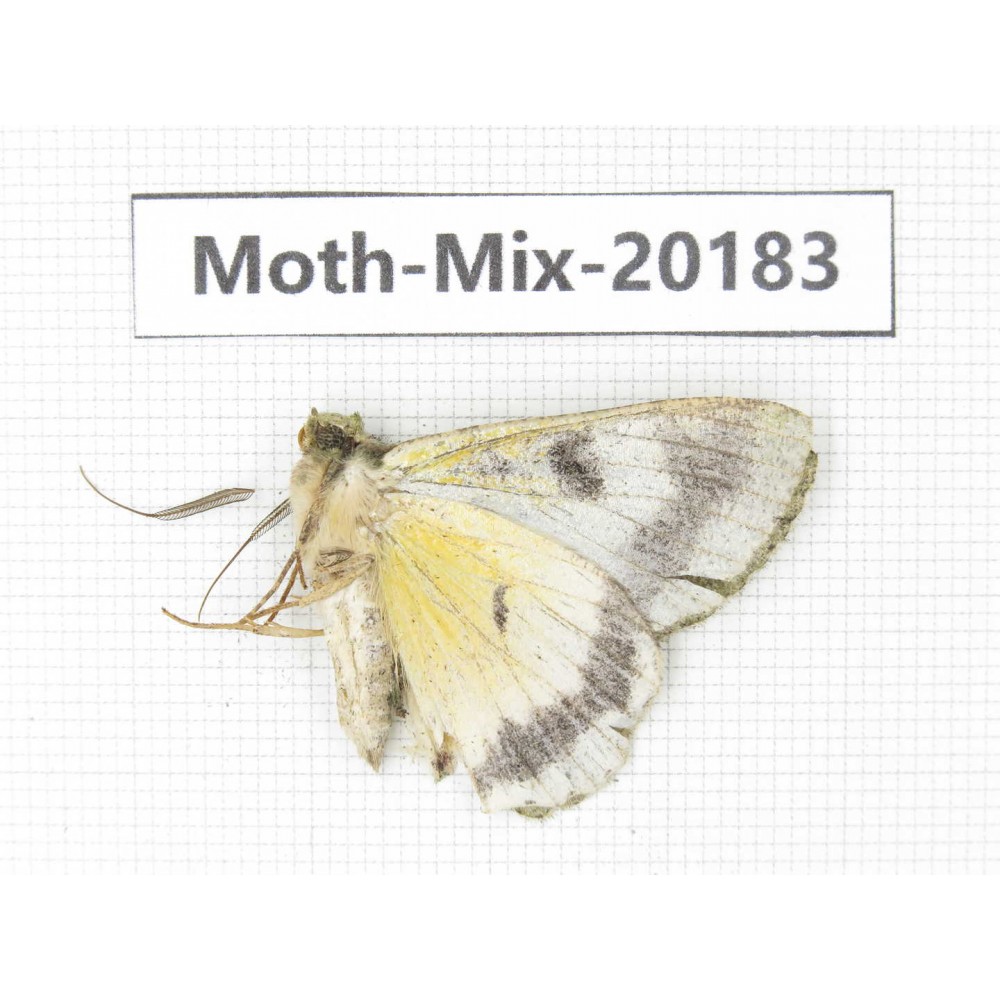 Moths sp. China, Tibet, Linzhi, Bomi county. 1Pcs. Moth-Mix-20183.
