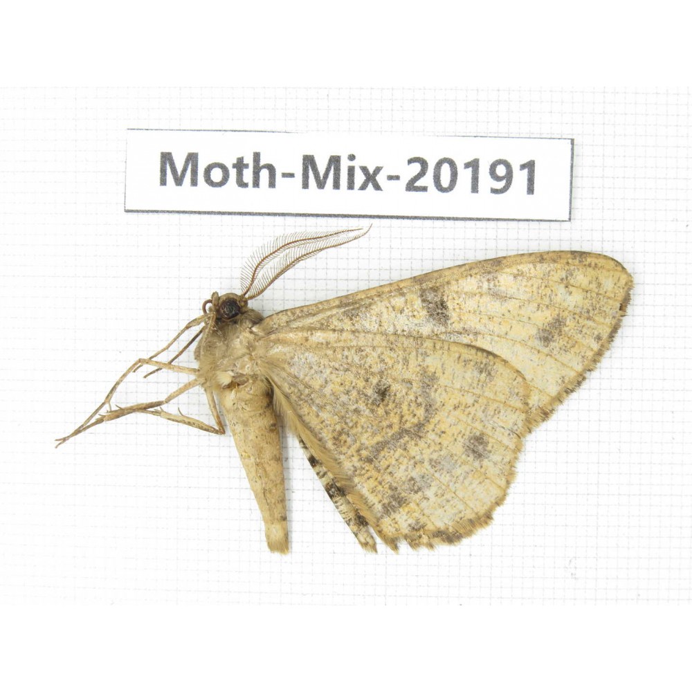 Moths sp. China, Tibet, Linzhi, Bomi county. 1Pcs. Moth-Mix-20191.