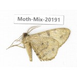 Moths sp. China, Tibet, Linzhi, Bomi county. 1Pcs. Moth-Mix-20191.