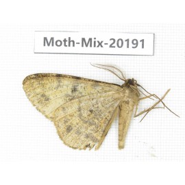 Moths sp. China, Tibet, Linzhi, Bomi county. 1Pcs. Moth-Mix-20191.