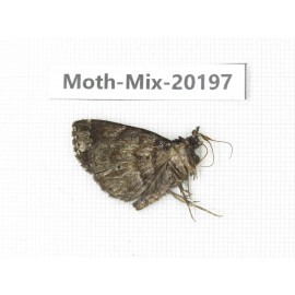 Moths sp. China, Tibet, Linzhi, Bomi county. 1Pcs. Moth-Mix-20197.
