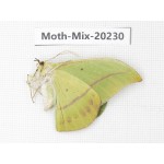 Moths sp. China, Tibet, Linzhi, Bomi county. 1Pcs. Moth-Mix-20230.