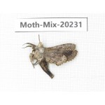 Moths sp. China, Tibet, Linzhi, Bomi county. 1Pcs. Moth-Mix-20231.