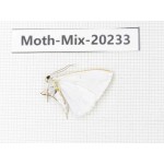 Moths sp. China, Tibet, Linzhi, Bomi county. 1Pcs. Moth-Mix-20233.