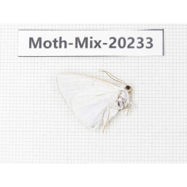 Moths sp. China, Tibet, Linzhi, Bomi county. 1Pcs. Moth-Mix-20233.