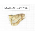 Moths sp. China, Tibet, Linzhi, Bomi county. 1Pcs. Moth-Mix-20234.
