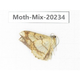 Moths sp. China, Tibet, Linzhi, Bomi county. 1Pcs. Moth-Mix-20234.