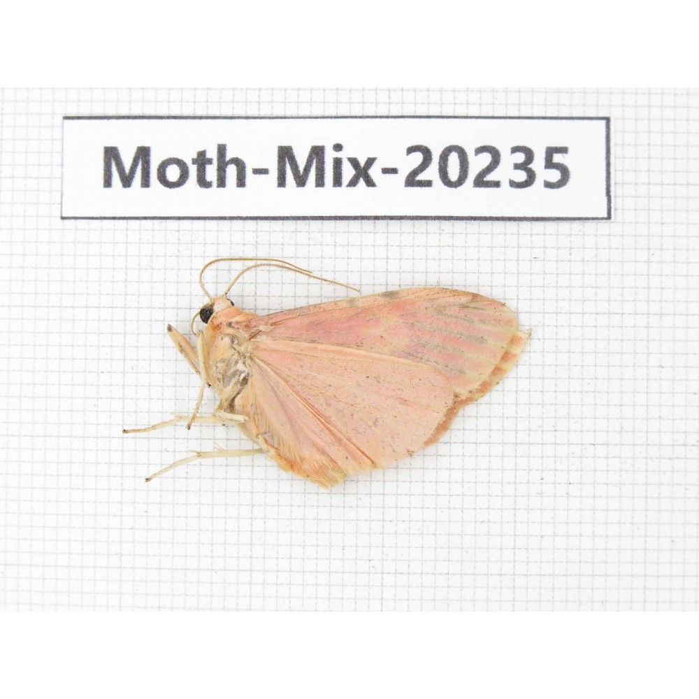 Moths sp. China, Tibet, Linzhi, Bomi county. 1Pcs. Moth-Mix-20235.