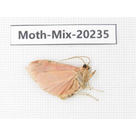 Moths sp. China, Tibet, Linzhi, Bomi county. 1Pcs. Moth-Mix-20235.