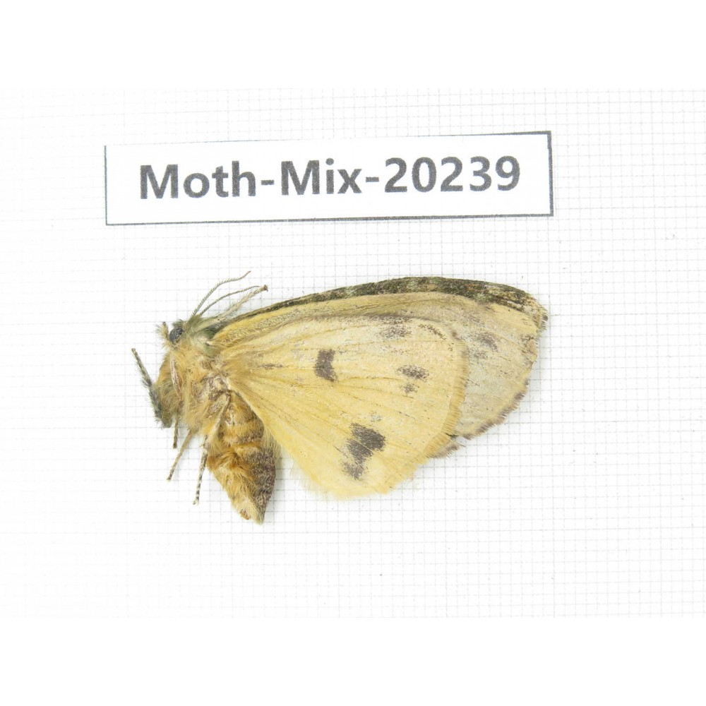 Moths sp. China, Tibet, Linzhi, Bomi county. 1Pcs. Moth-Mix-20239.