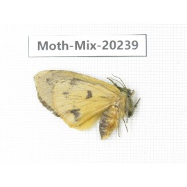 Moths sp. China, Tibet, Linzhi, Bomi county. 1Pcs. Moth-Mix-20239.