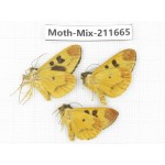 Moths sp. China, Tibet, Linzhi, Motuo county. 3Pcs. Moth-Mix-211665.