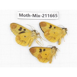 Moths sp. China, Tibet, Linzhi, Motuo county. 3Pcs. Moth-Mix-211665.