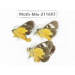 Moths sp. China, Tibet, Linzhi, Motuo county. 3Pcs. Moth-Mix-211683.