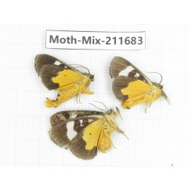 Moths sp. China, Tibet, Linzhi, Motuo county. 3Pcs. Moth-Mix-211683.